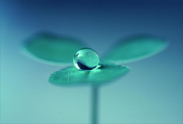 :: Zen :: by Liek