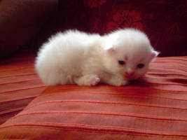 Kitten Sleep by munima