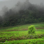 Tree Fog by eyesweb1