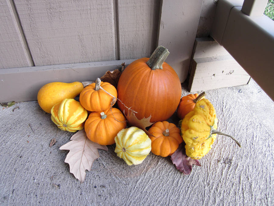 Teeny Pumpkins by MillyT