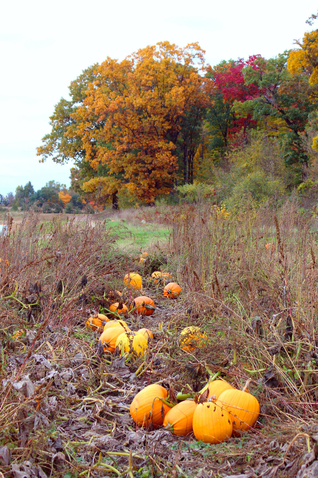 Pumpkin Patch by MillyT