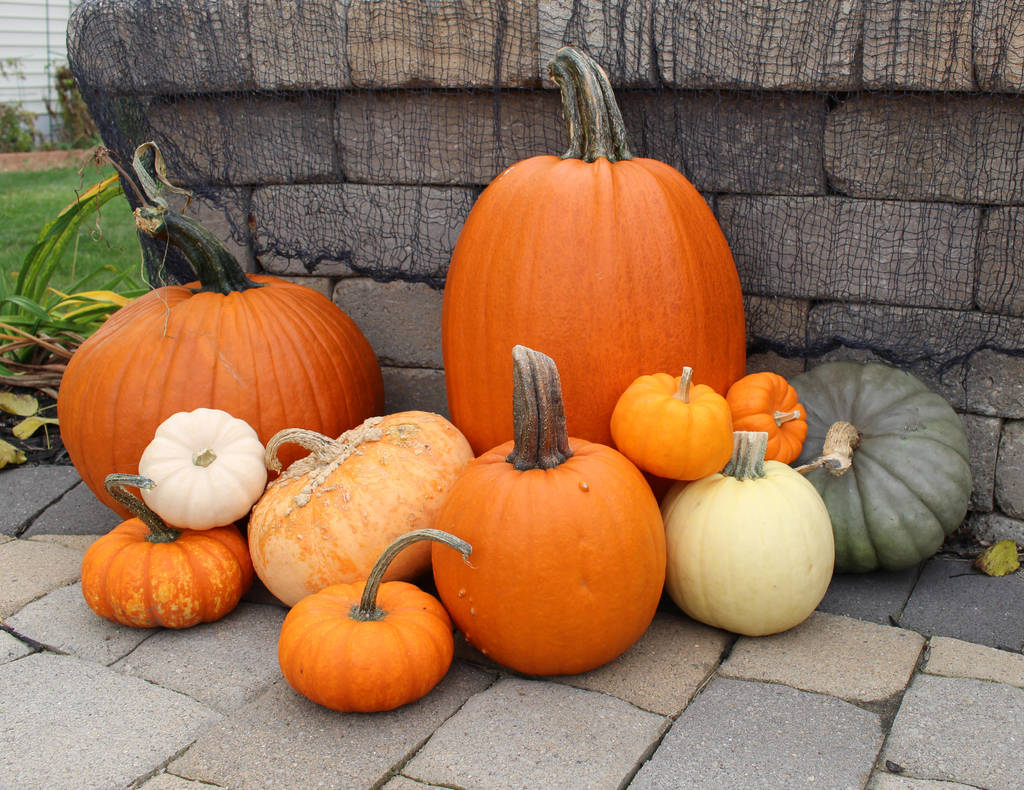 Pumpkins and Squash by MillyT