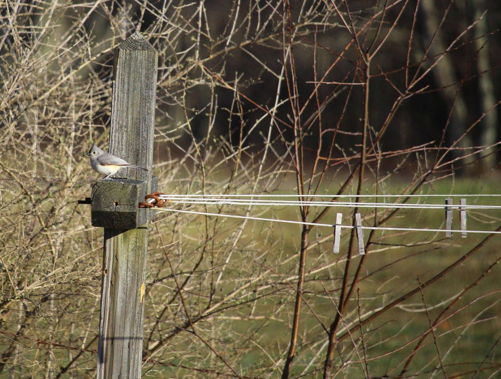 Titmouse by MillyT