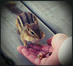 Chippy by TrinxI