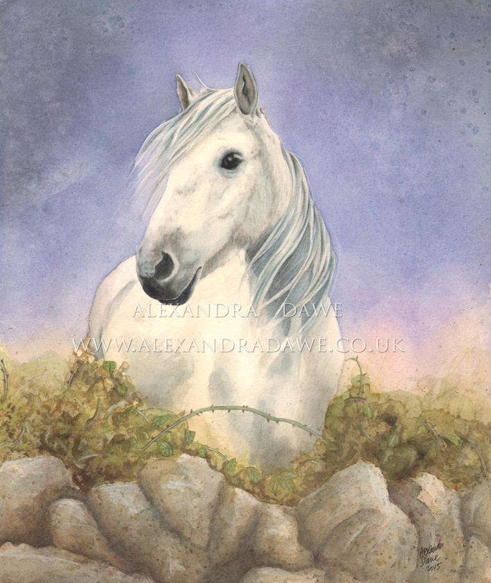 White horse sketch by alexandradawe