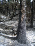 Bushfire 3 by thenickk