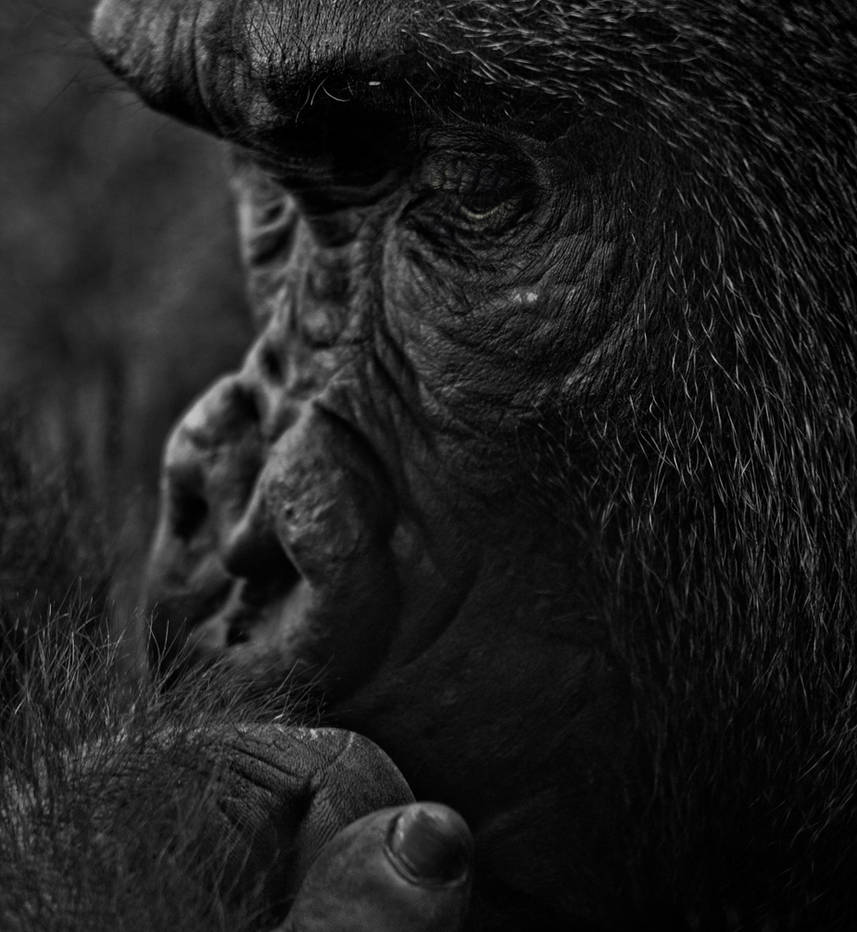 Deep Thinker by Blind-EyePhotography