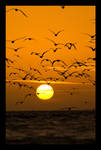 Birds of a Feather by VincerePhotography