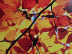 Autumn by Ace-Forever