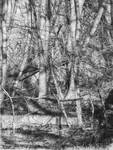 tree drawing, Collapse to Nature by arminmersmann