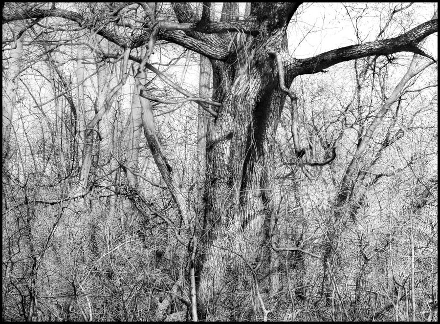 tree drawing II by arminmersmann
