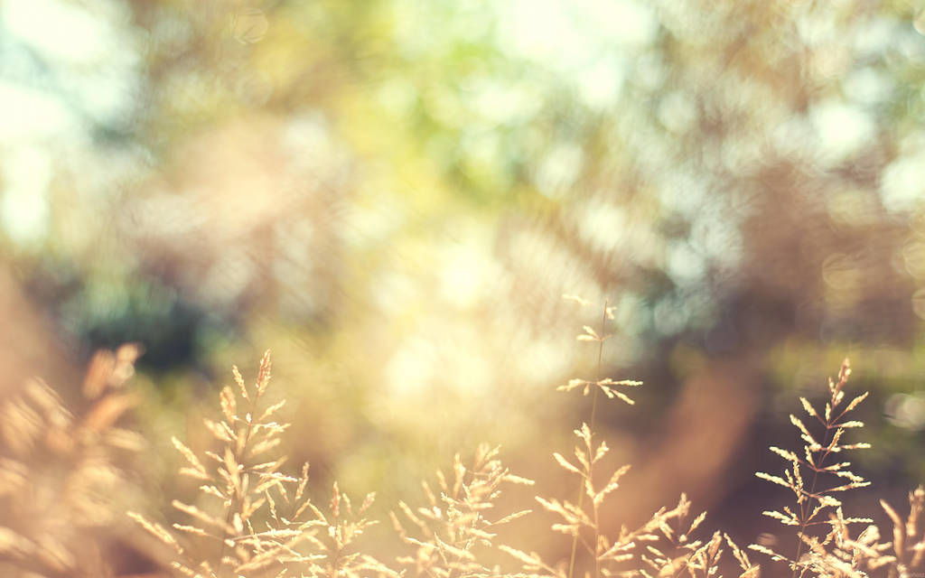 Autumn Wallpaper by solefield