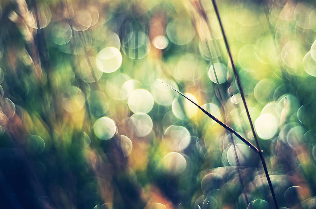 Phenomena by solefield