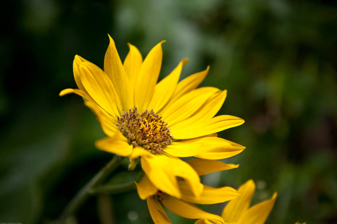Mountain Flower by DarkroomMaster