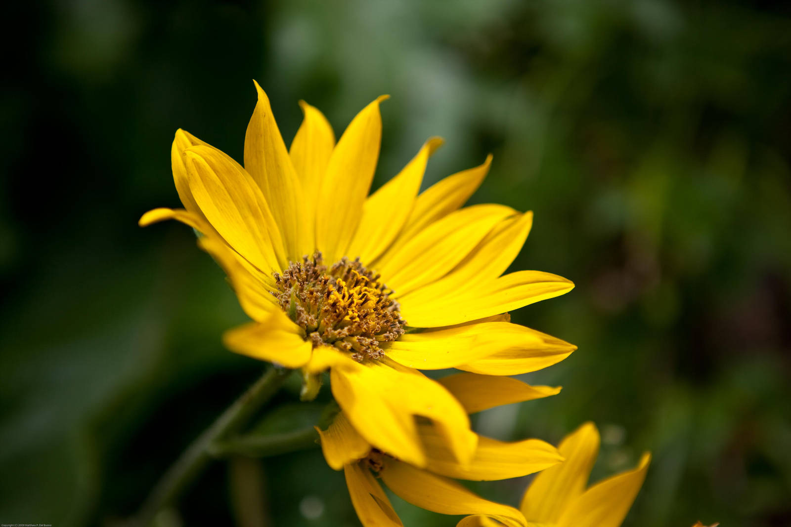 Mountain Flower by DarkroomMaster
