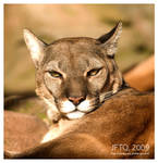 puma by serealguien