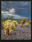 Cholla II by HogRider