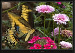 Giant Swallowtail III by HogRider