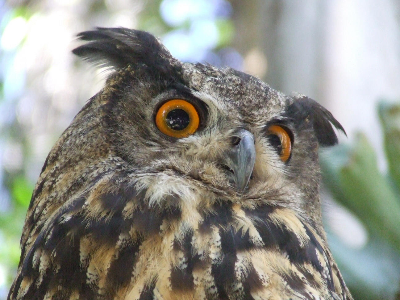 European Eagle-Owl head 5 by dtf-stock