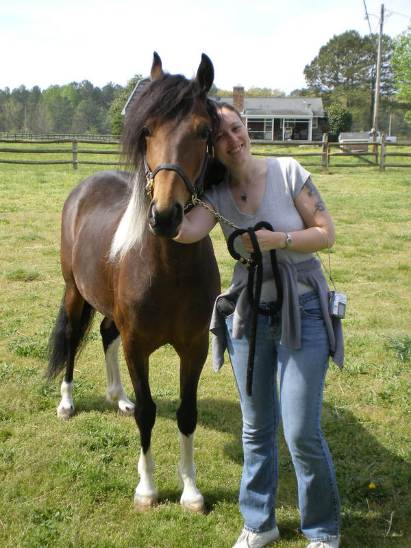 Paso Fino Stallion Montego Bay by SilkenWinds