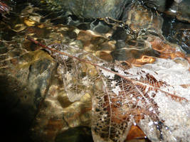 renewal by seccentral