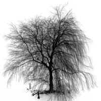 Lonely tree by Betuwefotograaf