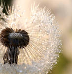 Sparkled Dandelion by Betuwefotograaf