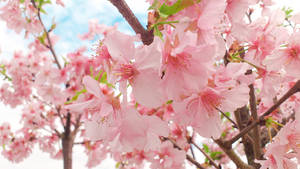 Flowers 01 by illusionsnow