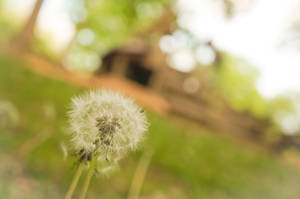 Flowers 02 by illusionsnow