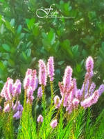 Flowers 04 by illusionsnow