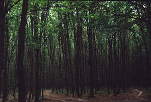 forest of Khmilnyk by USASHA