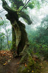 TwirlTree by A2Matos