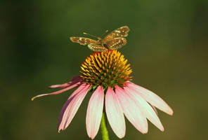 coneflower by deftones1979