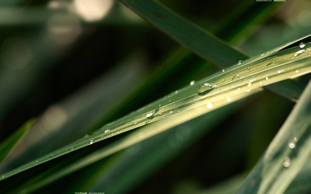 Green Blade 2560x1600 by hermik