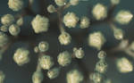Buds 2560x1600 by hermik