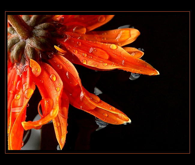 Bright Beauty Series--01 by Picatso