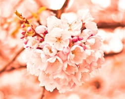 sakura 9 by IrisAngela