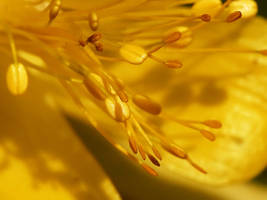 Golden II by Vertasual