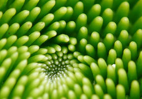 Green fingers by Vertasual