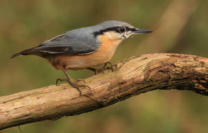 Curiosity - Eurasian Nuthatch by Jamie-MacArthur