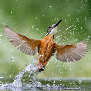 Full wing spread by Jamie-MacArthur Full wing spread by Jamie-MacArthur
