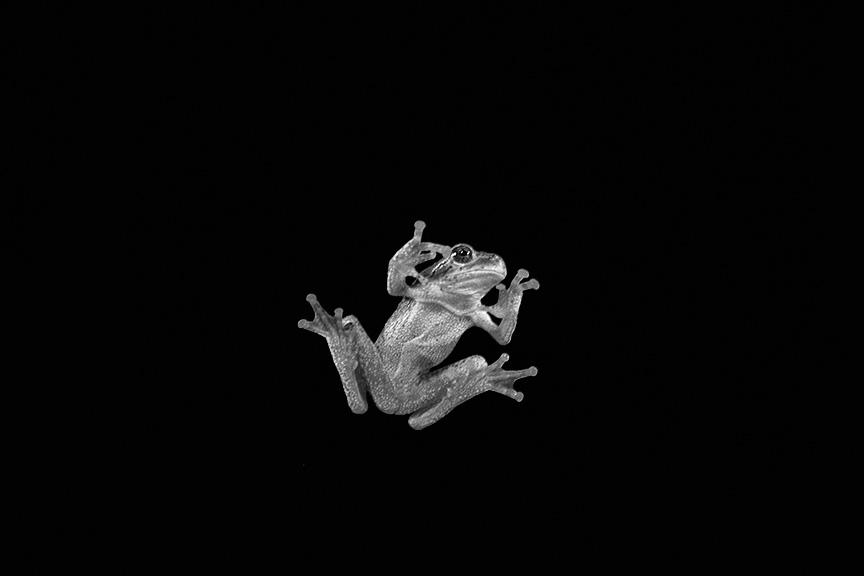 Frog by TowiWakka