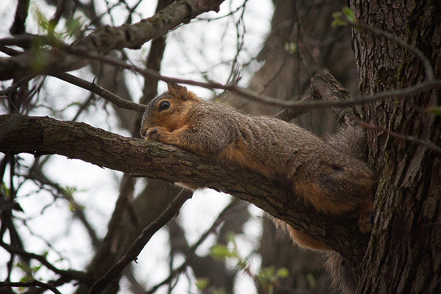 Squirrel by TowiWakka