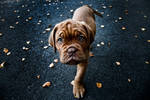 Bordeaux puppy 1 by mikkolo77