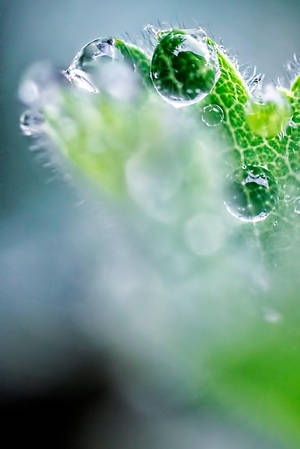 Alchemilla Fantasia 2 by whirlingdervishphoto Alchemilla Fantasia 2 by whirlingdervishphoto