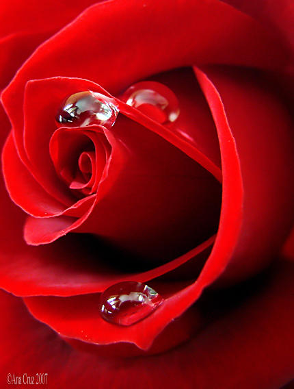 Roses cry tears by LuneBleu