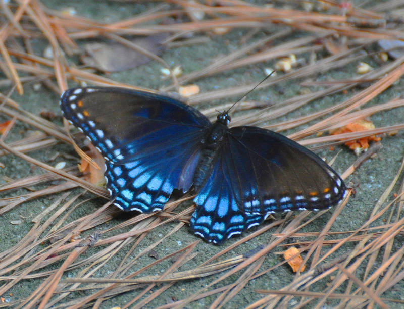 Butterfly 9-8-10 by Tailgun2009