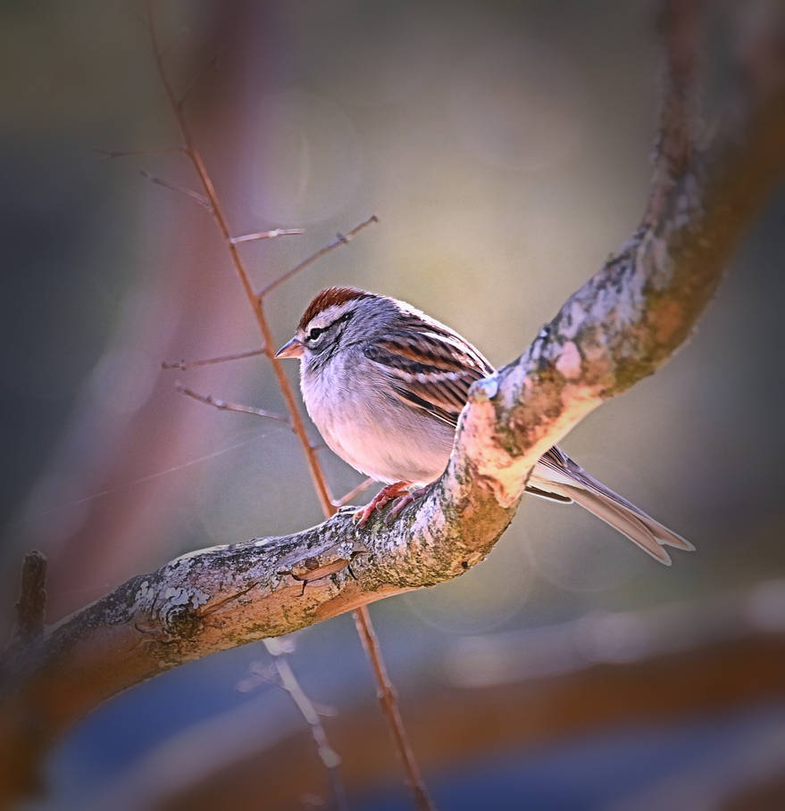 Tiny Sparrow by Tailgun2009 on DeviantArt