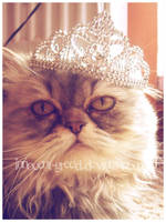 wy.lans.owany by ConceptualMiracles