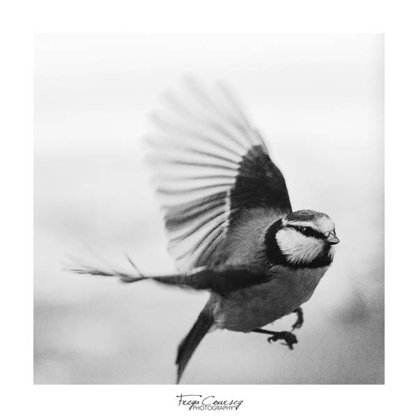 Flight by FreyaPhotos
